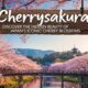 Cherrysakura